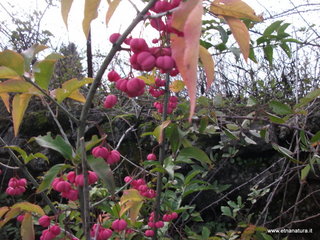 rderia-18-11-2012 12-22-02